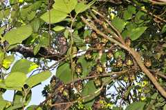 Strobilanthes luridus